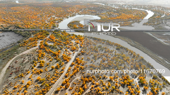 The photo taken on October 16, 2024, shows the autumn scenery of wetland populus euphratica at the Tarim River Bridge on the desert highway...