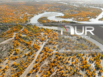 The photo taken on October 16, 2024, shows the autumn scenery of wetland populus euphratica at the Tarim River Bridge on the desert highway...