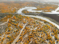 The photo taken on October 16, 2024, shows the autumn scenery of wetland populus euphratica at the Tarim River Bridge on the desert highway...