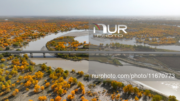 The photo taken on October 16, 2024, shows the autumn scenery of wetland populus euphratica at the Tarim River Bridge on the desert highway...