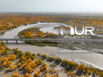 The photo taken on October 16, 2024, shows the autumn scenery of wetland populus euphratica at the Tarim River Bridge on the desert highway...