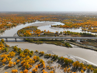 The photo taken on October 16, 2024, shows the autumn scenery of wetland populus euphratica at the Tarim River Bridge on the desert highway...