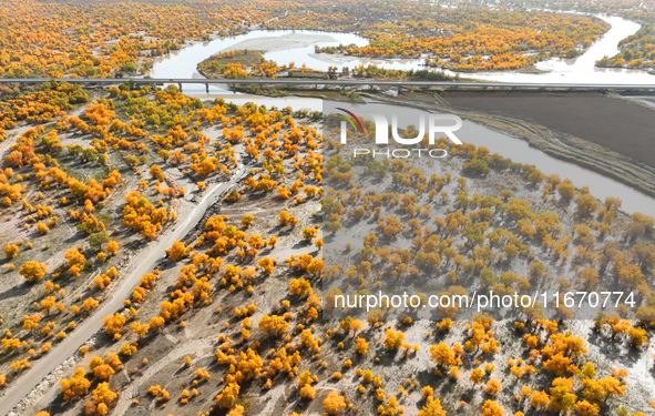 The photo taken on October 16, 2024, shows the autumn scenery of wetland populus euphratica at the Tarim River Bridge on the desert highway...