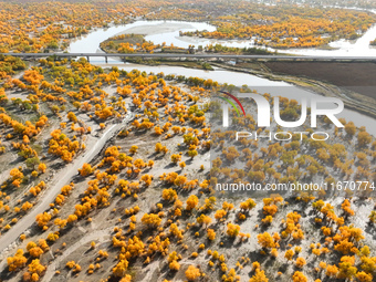 The photo taken on October 16, 2024, shows the autumn scenery of wetland populus euphratica at the Tarim River Bridge on the desert highway...