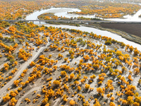 The photo taken on October 16, 2024, shows the autumn scenery of wetland populus euphratica at the Tarim River Bridge on the desert highway...