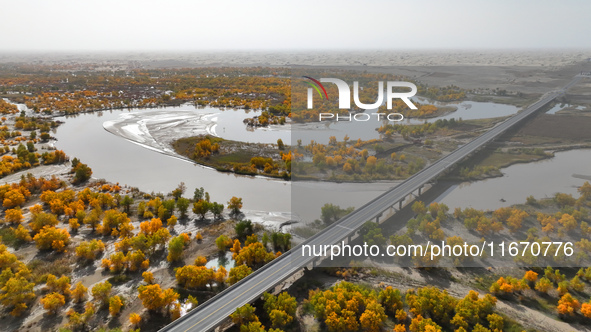 The photo taken on October 16, 2024, shows the autumn scenery of wetland populus euphratica at the Tarim River Bridge on the desert highway...