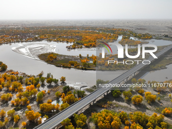 The photo taken on October 16, 2024, shows the autumn scenery of wetland populus euphratica at the Tarim River Bridge on the desert highway...