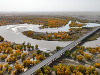 The photo taken on October 16, 2024, shows the autumn scenery of wetland populus euphratica at the Tarim River Bridge on the desert highway...