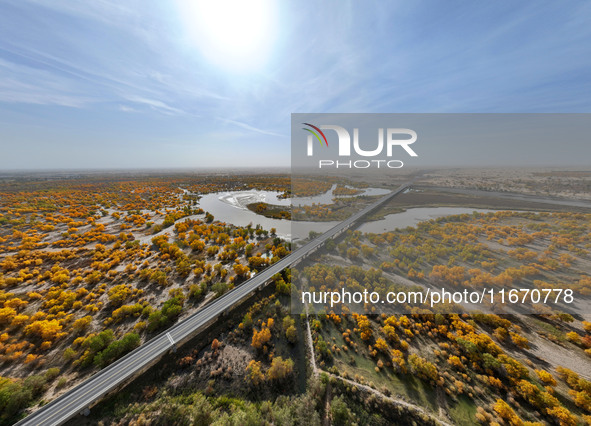 The photo taken on October 16, 2024, shows the autumn scenery of wetland populus euphratica at the Tarim River Bridge on the desert highway...