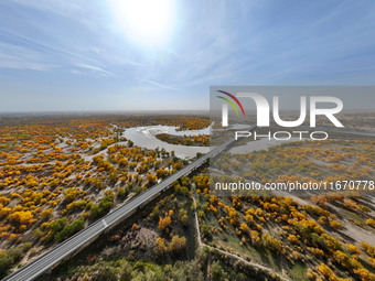 The photo taken on October 16, 2024, shows the autumn scenery of wetland populus euphratica at the Tarim River Bridge on the desert highway...