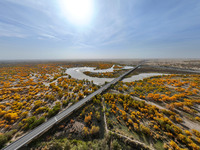 The photo taken on October 16, 2024, shows the autumn scenery of wetland populus euphratica at the Tarim River Bridge on the desert highway...