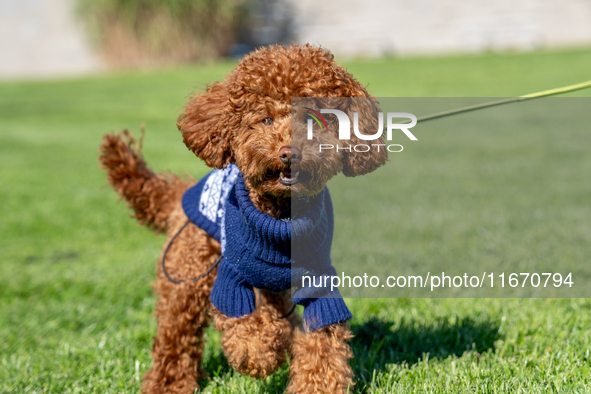 A poodle toy wearing a sweater is seen walking on a leash in a park in Kristiansand, Norway, on September 13, 2024. The city is known for it...