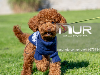 A poodle toy wearing a sweater is seen walking on a leash in a park in Kristiansand, Norway, on September 13, 2024. The city is known for it...