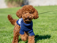 A poodle toy wearing a sweater is seen walking on a leash in a park in Kristiansand, Norway, on September 13, 2024. The city is known for it...