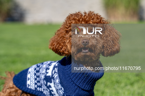 A poodle toy wearing a sweater is seen walking on a leash in a park in Kristiansand, Norway, on September 13, 2024. The city is known for it...