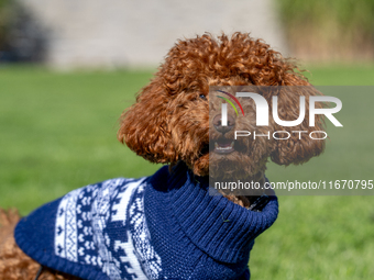 A poodle toy wearing a sweater is seen walking on a leash in a park in Kristiansand, Norway, on September 13, 2024. The city is known for it...