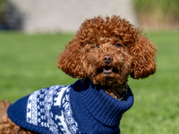 A poodle toy wearing a sweater is seen walking on a leash in a park in Kristiansand, Norway, on September 13, 2024. The city is known for it...