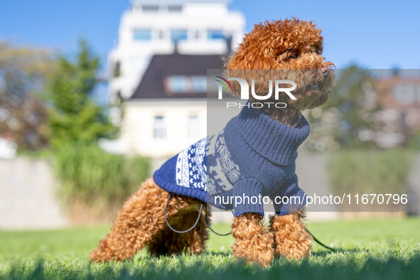 A poodle toy wearing a sweater is seen walking on a leash in a park in Kristiansand, Norway, on September 13, 2024. The city is known for it...