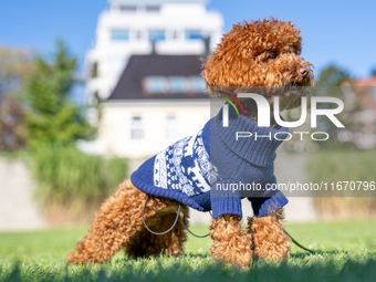 A poodle toy wearing a sweater is seen walking on a leash in a park in Kristiansand, Norway, on September 13, 2024. The city is known for it...