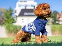 A poodle toy wearing a sweater is seen walking on a leash in a park in Kristiansand, Norway, on September 13, 2024. The city is known for it...