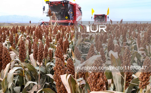 Farmers operate large harvesters to harvest mature organic red sorghum at an organic red sorghum planting base in Zhangye, China, on October...