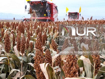 Farmers operate large harvesters to harvest mature organic red sorghum at an organic red sorghum planting base in Zhangye, China, on October...