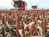 Farmers operate large harvesters to harvest mature organic red sorghum at an organic red sorghum planting base in Zhangye, China, on October...