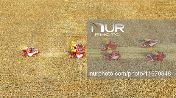 Farmers operate large harvesters to harvest mature organic red sorghum at an organic red sorghum planting base in Zhangye, China, on October...