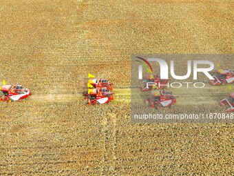 Farmers operate large harvesters to harvest mature organic red sorghum at an organic red sorghum planting base in Zhangye, China, on October...