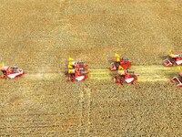 Farmers operate large harvesters to harvest mature organic red sorghum at an organic red sorghum planting base in Zhangye, China, on October...