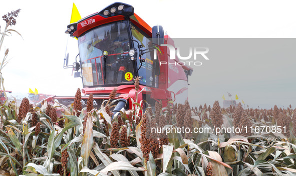 Farmers operate large harvesters to harvest mature organic red sorghum at an organic red sorghum planting base in Zhangye, China, on October...