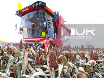 Farmers operate large harvesters to harvest mature organic red sorghum at an organic red sorghum planting base in Zhangye, China, on October...