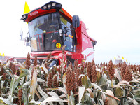 Farmers operate large harvesters to harvest mature organic red sorghum at an organic red sorghum planting base in Zhangye, China, on October...