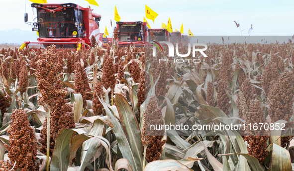 Farmers operate large harvesters to harvest mature organic red sorghum at an organic red sorghum planting base in Zhangye, China, on October...