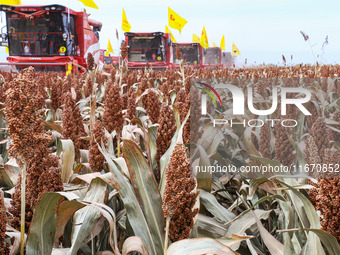 Farmers operate large harvesters to harvest mature organic red sorghum at an organic red sorghum planting base in Zhangye, China, on October...