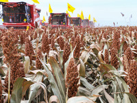 Farmers operate large harvesters to harvest mature organic red sorghum at an organic red sorghum planting base in Zhangye, China, on October...