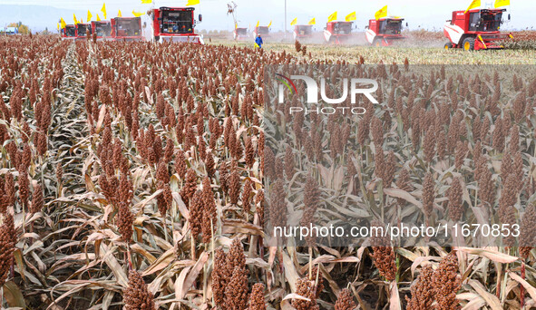 Farmers operate large harvesters to harvest mature organic red sorghum at an organic red sorghum planting base in Zhangye, China, on October...