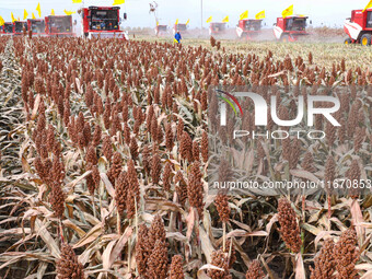 Farmers operate large harvesters to harvest mature organic red sorghum at an organic red sorghum planting base in Zhangye, China, on October...