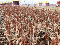 Farmers operate large harvesters to harvest mature organic red sorghum at an organic red sorghum planting base in Zhangye, China, on October...