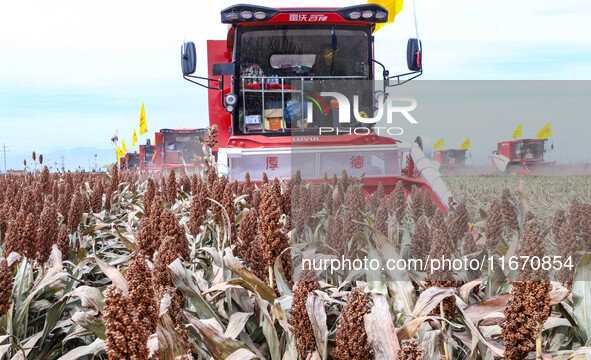 Farmers operate large harvesters to harvest mature organic red sorghum at an organic red sorghum planting base in Zhangye, China, on October...