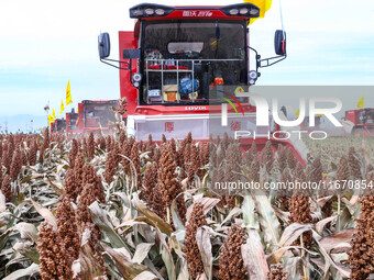 Farmers operate large harvesters to harvest mature organic red sorghum at an organic red sorghum planting base in Zhangye, China, on October...