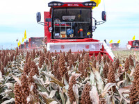 Farmers operate large harvesters to harvest mature organic red sorghum at an organic red sorghum planting base in Zhangye, China, on October...