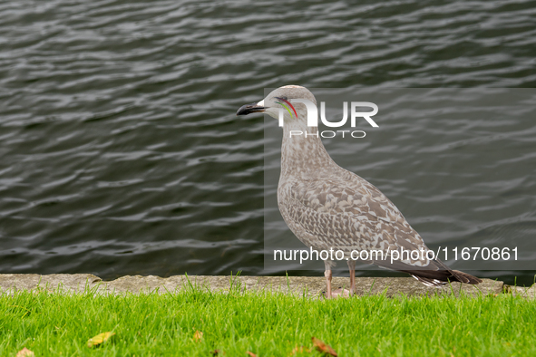 A bird in Bergen, Norway, on September 16, 2024. Bergen is the second-largest city in Norway, with a population of approximately 289,330. 