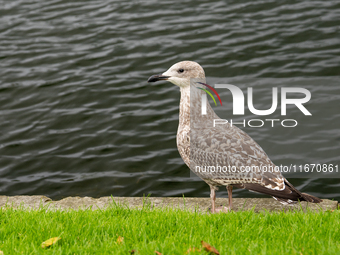 A bird in Bergen, Norway, on September 16, 2024. Bergen is the second-largest city in Norway, with a population of approximately 289,330. (