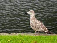 A bird in Bergen, Norway, on September 16, 2024. Bergen is the second-largest city in Norway, with a population of approximately 289,330. (