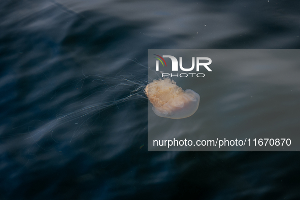 A jellyfish in the harbor of Bergen, Norway, on September 16, 2024. Bergen is the second-largest city in Norway, with a population of approx...