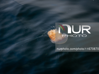 A jellyfish in the harbor of Bergen, Norway, on September 16, 2024. Bergen is the second-largest city in Norway, with a population of approx...