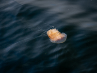 A jellyfish in the harbor of Bergen, Norway, on September 16, 2024. Bergen is the second-largest city in Norway, with a population of approx...