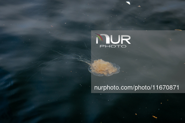 A jellyfish in the harbor of Bergen, Norway, on September 16, 2024. Bergen is the second-largest city in Norway, with a population of approx...