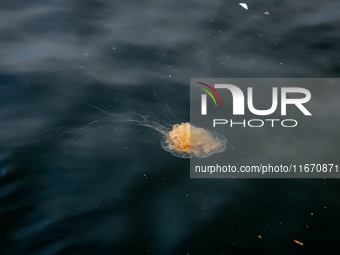 A jellyfish in the harbor of Bergen, Norway, on September 16, 2024. Bergen is the second-largest city in Norway, with a population of approx...